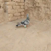 کفتر پولک