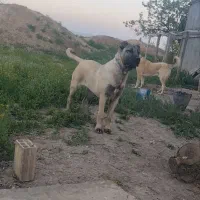 توله ماده  سرابی اصیل قیمت تومن۳۰