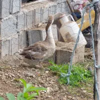 قوغاز