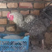 یک عدد خروس آمروک جوان