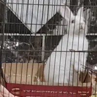 خرگوش|موش و خرگوش|بروجرد, |دیوار