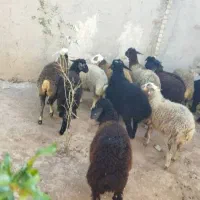 سبک سنگین نر و ماده چاق و چله جهت قربانی