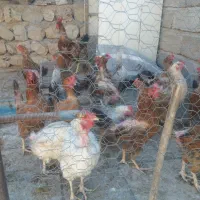 مرغ جوان و تخم گذار