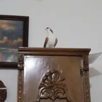 کفتر دمگیر  سرخ پشت