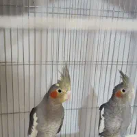 عروس هلندی|پرنده|چغادک, |دیوار