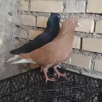 شادگان