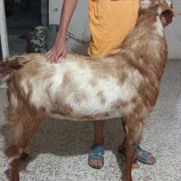 بز نر پاچن فروشی ذات دوقلو