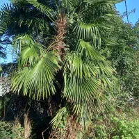 فروش پالم پالونیا|گل و گیاه طبیعی|آستانه اشرفیه, |دیوار