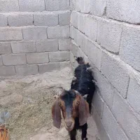 گوسفند گتاچ15تا14.5هم تخفیف داره