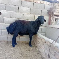 بره قوچ قره قزل|حیوانات مزرعه|هشتگرد, تهران دشت|دیوار