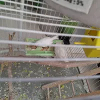 یک عدد عروس هلندی،ویک جفت فنچ با قفس|پرنده|شاهین‌شهر, شهرک گلدیس|دیوار