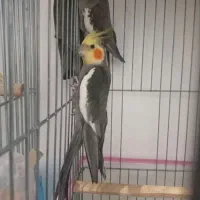 عروس هلندی مولد