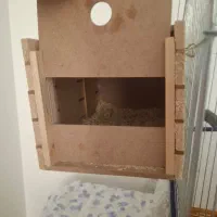 یک جفت طوطی برزیلی کاملا سالم|پرنده|جم, |دیوار