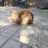 خرگوش نژاد دار