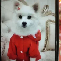 سگ پامر|سگ|ابهر, |دیوار