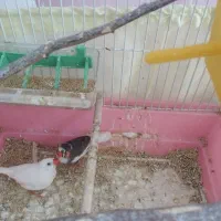 فنچ|پرنده|خلخال, |دیوار