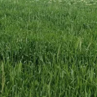 زمین-زراعی-کشاورزی-آبی-پمپاز
