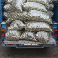 گردو/سفید/مغز/ارگانیک/عمده|خوردنی و آشامیدنی|رشت, کاکتوس|دیوار