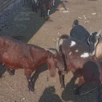 بز دو بر دوقلوا زا|حیوانات مزرعه|تربت‌حیدریه, پائین ولایت|دیوار