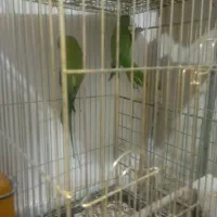 یک جفت  طوطی