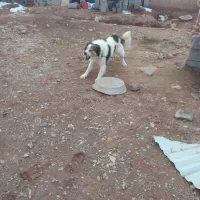 سگ واگذاری|سگ|هریس, |دیوار