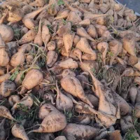 چغندر سفید قندی