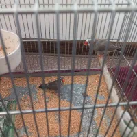 فنج|پرنده|مشکین‌دشت, |دیوار