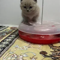 واگذاری نژاد دو رگه پرشین|گربه|مشهد, کوثر|دیوار