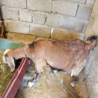 سراوان اسپیچ|حیوانات مزرعه|سراوان, |دیوار