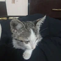 دوبچه گربه زیبا واهلی کاملا سالم وتندرست|گربه|زنجان, |دیوار