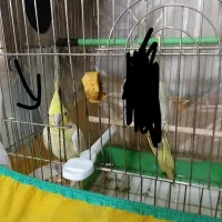 گمشده|حیوانات|مریوان, |دیوار