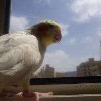 فروش عروس هلندی نر آواز خوان|پرنده|مشهد, دانشجو|دیوار