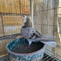 کبوتر نمایشی درب گنجه