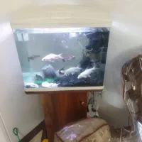 آکواریوم ماهی ماهیران با پایه