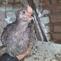 یک جفت نیمچه گلین طوسی|حیوانات مزرعه|وحیدیه, |دیوار