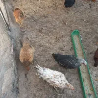 خروس محلی برای قربانی