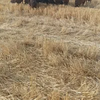 ماده