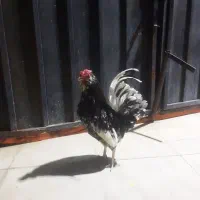 مرغ با چهار جوجه دوتا گلین دو لاری با خروس گلین