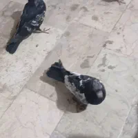 جوجه کبوتر سینه سیاه
