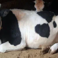 تلیسه ماده هولشتاین