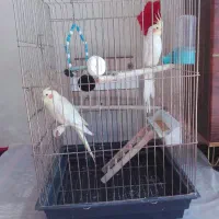 عروس هلندی یه جفت با قفس بزرگ