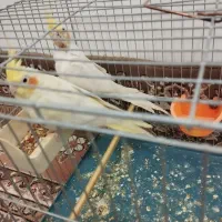 عروس هلندی|پرنده|کبودرآهنگ, |دیوار