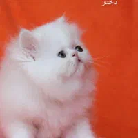 گربه های پشمالو|گربه|شیراز, کوی وحدت|دیوار