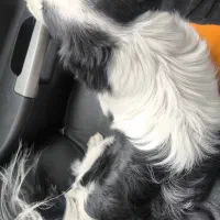 سگ یافته شده|حیوانات|شهریار, شهرک شاهد|دیوار