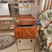 عروس هلندی درشت فول اهلی با قفس بزرگ کاسکویی|پرنده|تبریز, |دیوار