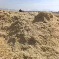 فروش کاه|عمدهفروشی|کامفیروز, |دیوار