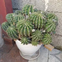کاکتوس