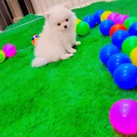 پامرانین خرسی عروسکی|سگ|اصفهان, فرهنگیان|دیوار