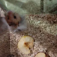 همستر|موش و خرگوش|اشنویه, |دیوار