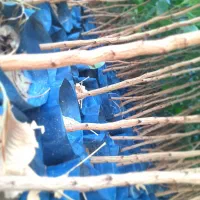 نهال پسته|خدمات باغبانی و درختکاری|مشهد, انصار|دیوار